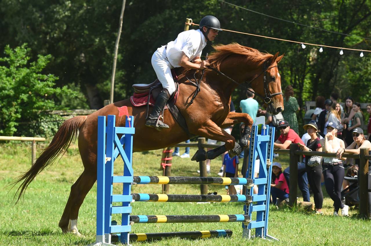 Gelding Selle Fran&ccedil;ais For sale 2018 Chesnut