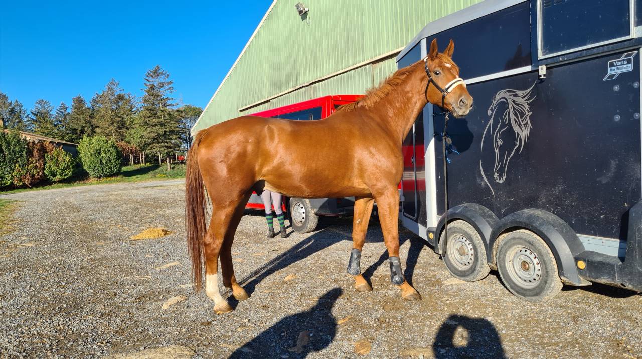 Gelding Selle Fran&ccedil;ais For sale 2018 Chesnut