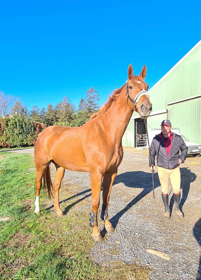 Gelding Selle Fran&ccedil;ais For sale 2018 Chesnut