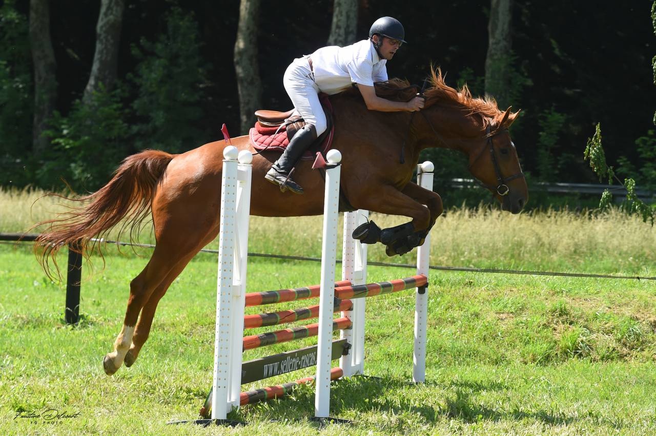 Gelding Selle Fran&ccedil;ais For sale 2018 Chesnut