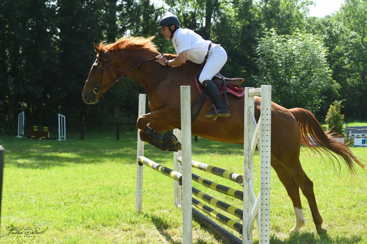 Gelding Selle Fran&ccedil;ais For sale 2018 Chesnut