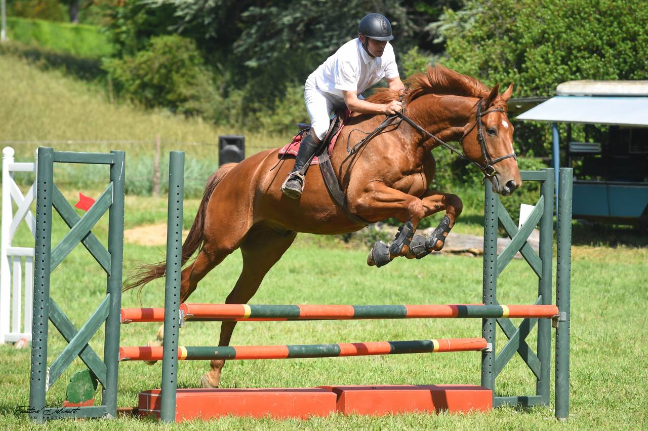 Gelding Selle Fran&ccedil;ais For sale 2018 Chesnut