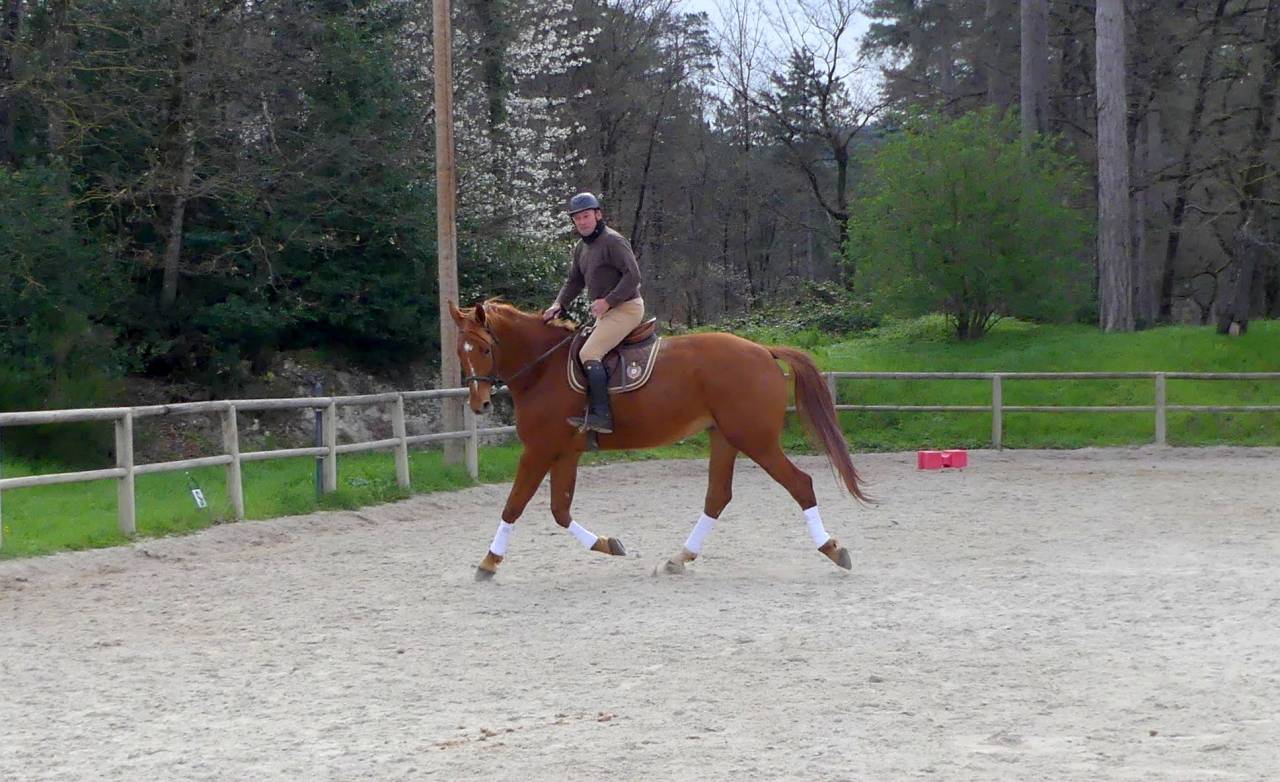 Gelding Selle Fran&ccedil;ais For sale 2018 Chesnut