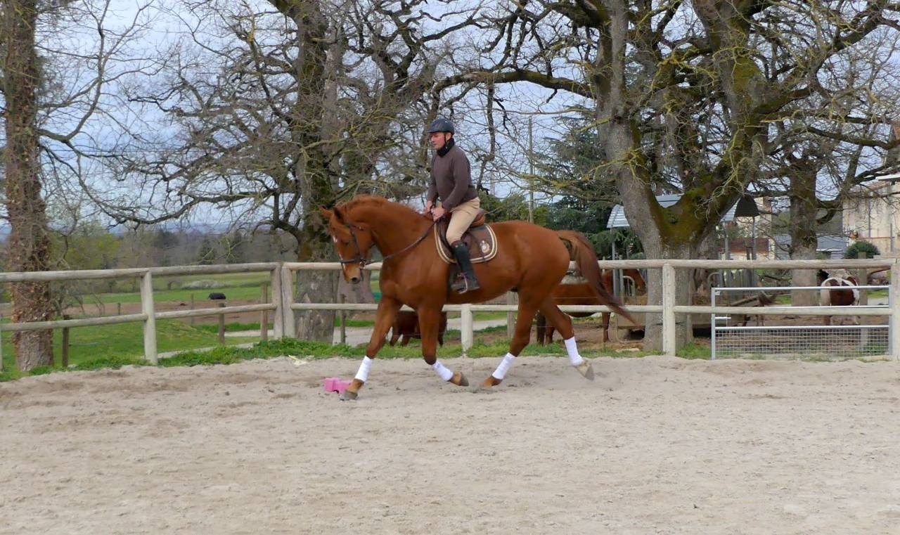 Gelding Selle Fran&ccedil;ais For sale 2018 Chesnut