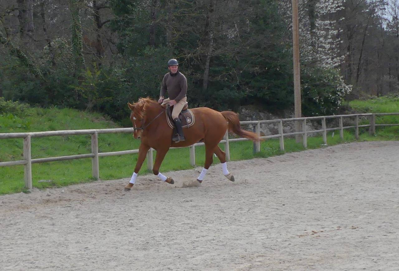 Gelding Selle Fran&ccedil;ais For sale 2018 Chesnut