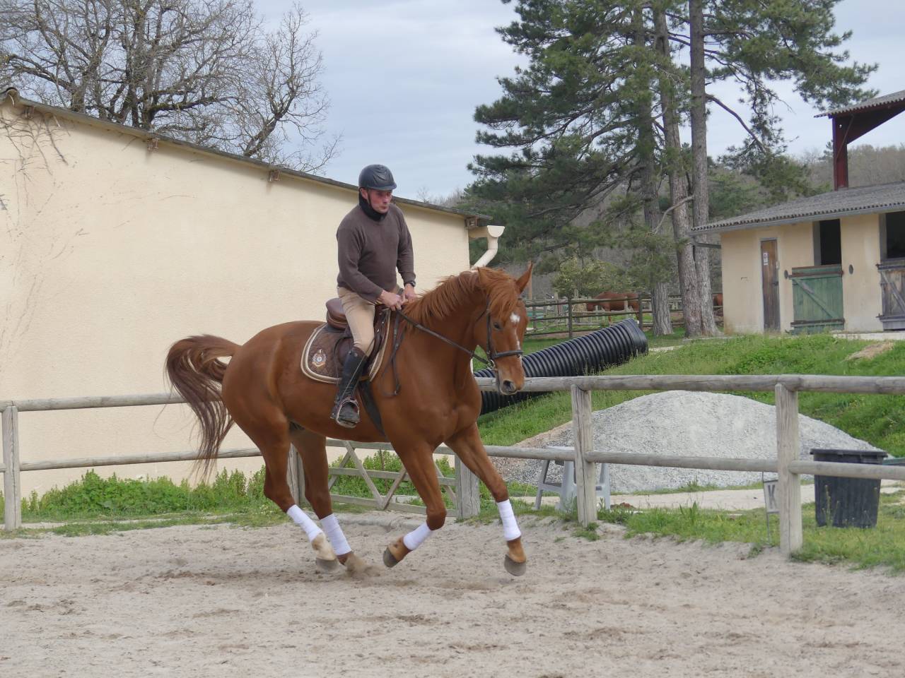 Gelding Selle Fran&ccedil;ais For sale 2018 Chesnut