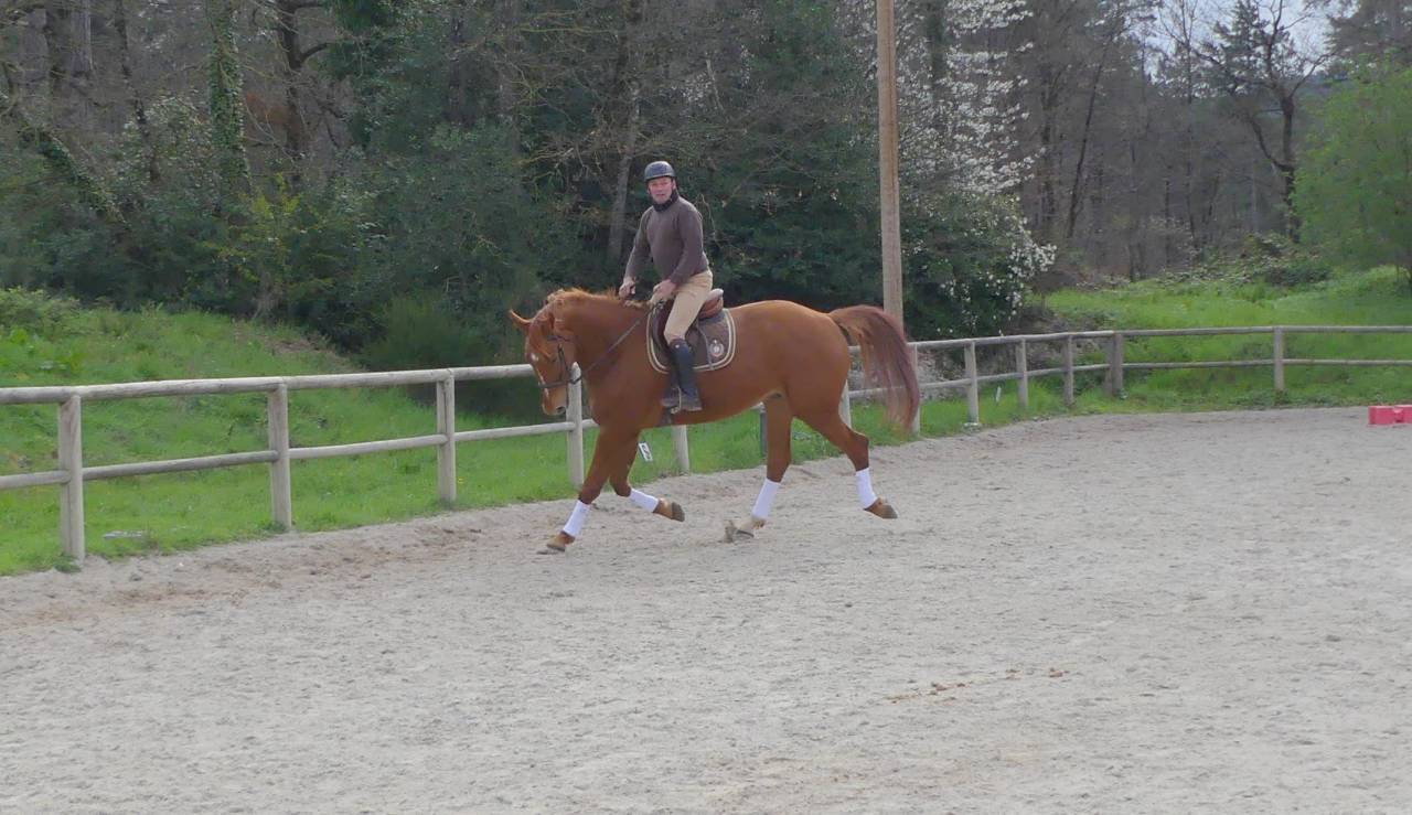 Gelding Selle Fran&ccedil;ais For sale 2018 Chesnut