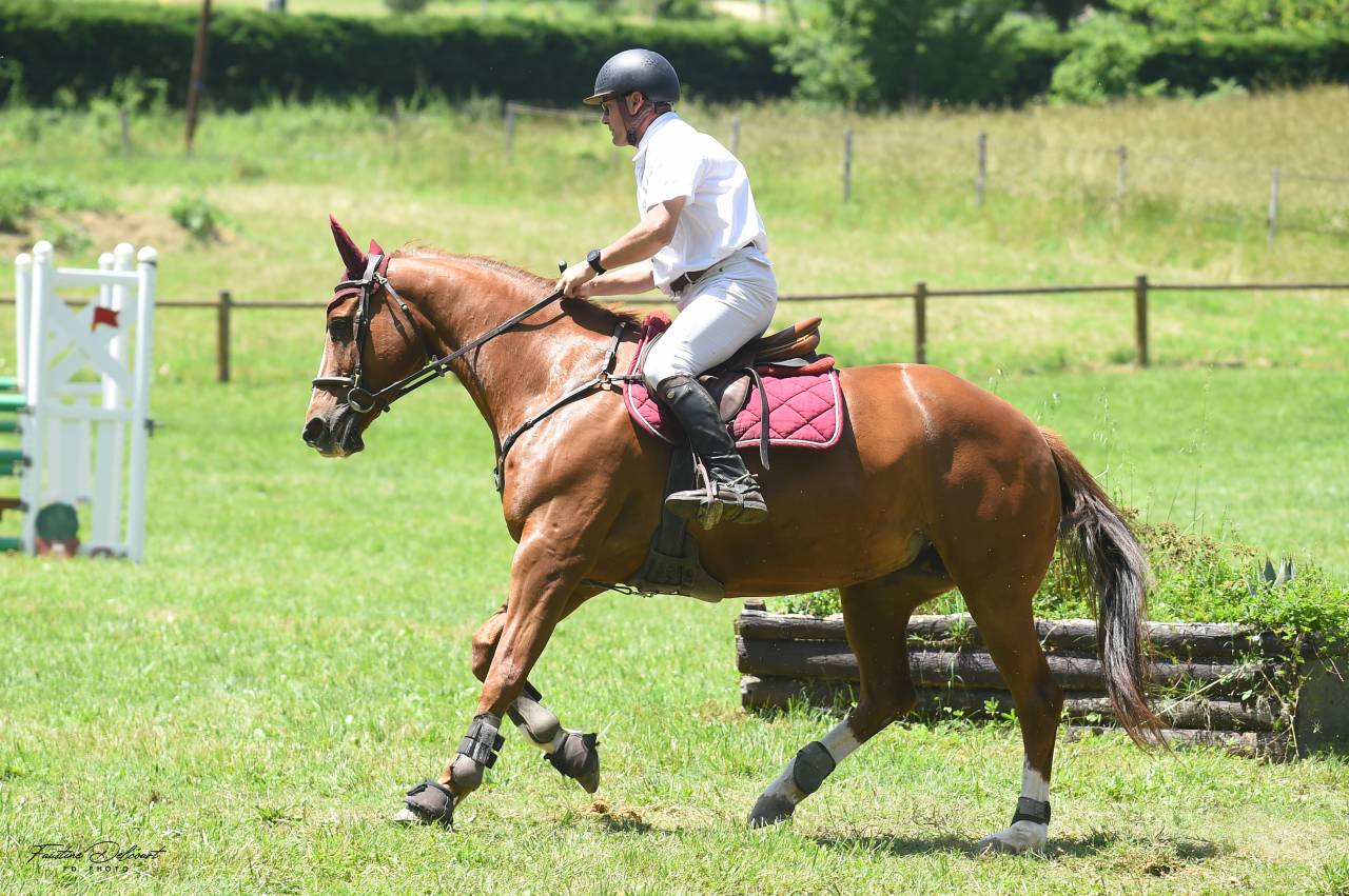 Gelding Selle Fran&ccedil;ais For sale 2018 Chesnut