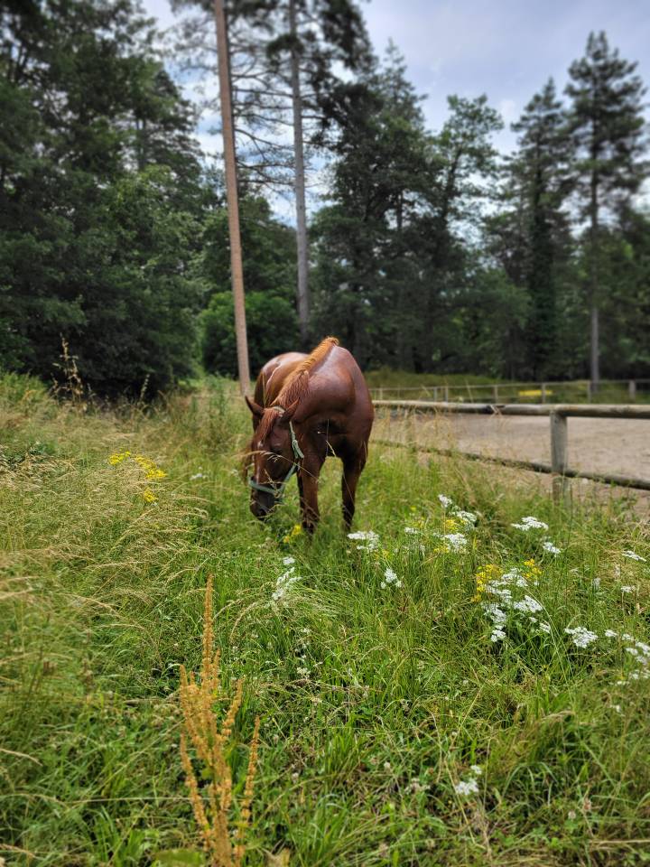 Gelding Selle Fran&ccedil;ais For sale 2018 Chesnut