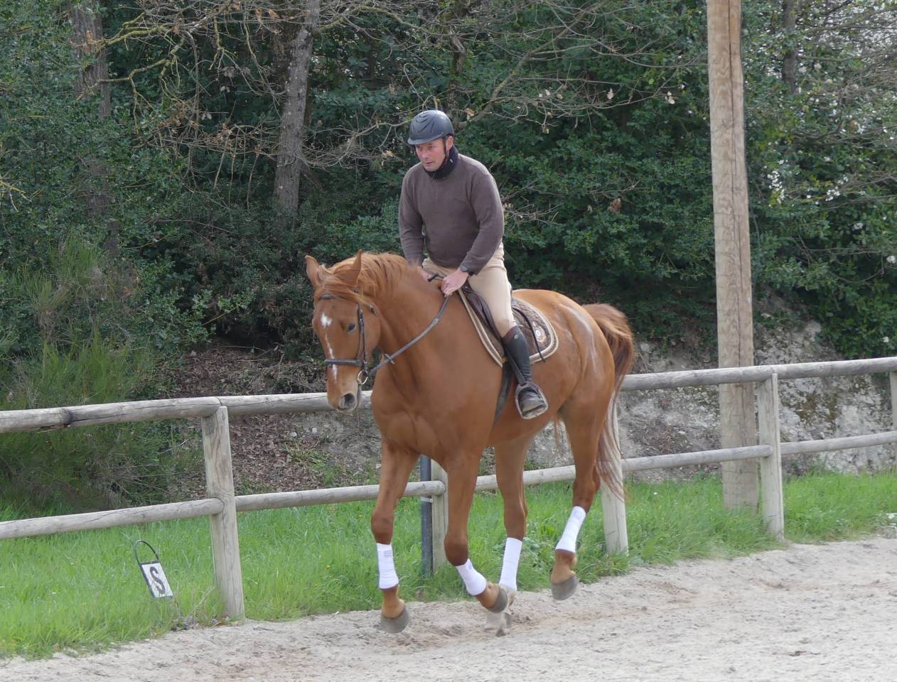 Gelding Selle Fran&ccedil;ais For sale 2018 Chesnut