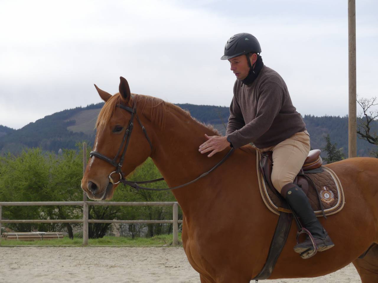 Gelding Selle Fran&ccedil;ais For sale 2018 Chesnut