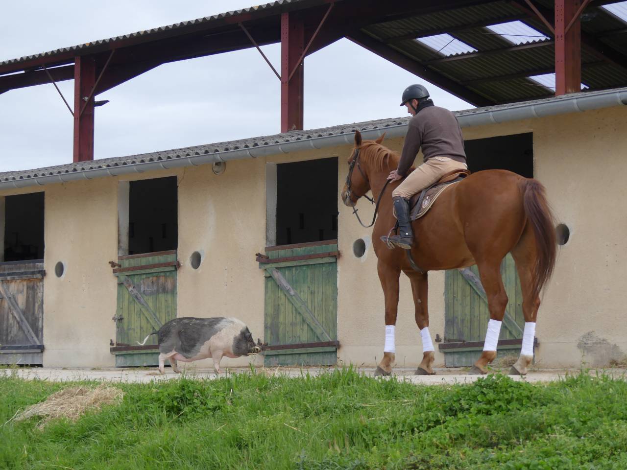 Gelding Selle Fran&ccedil;ais For sale 2018 Chesnut