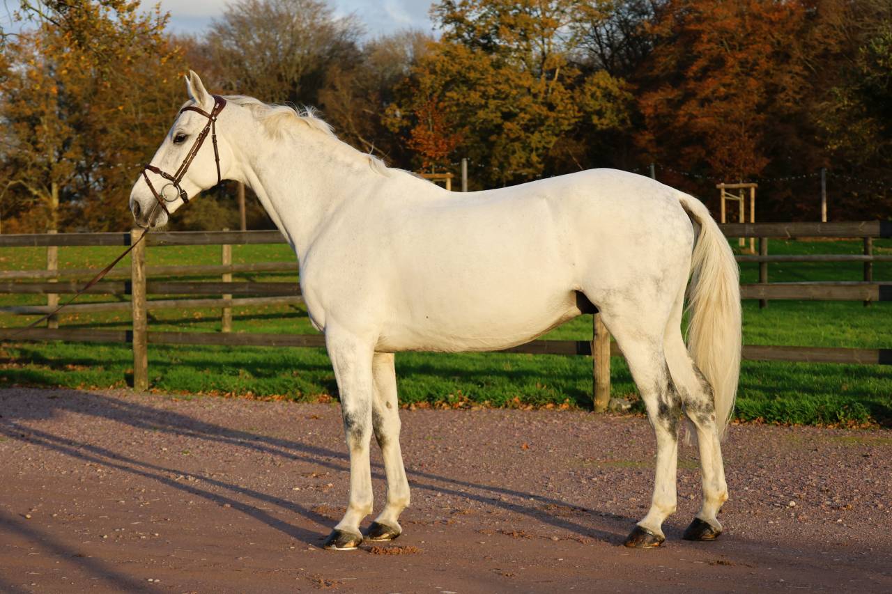 Gelding Origin Recorded For sale 2016 Grey