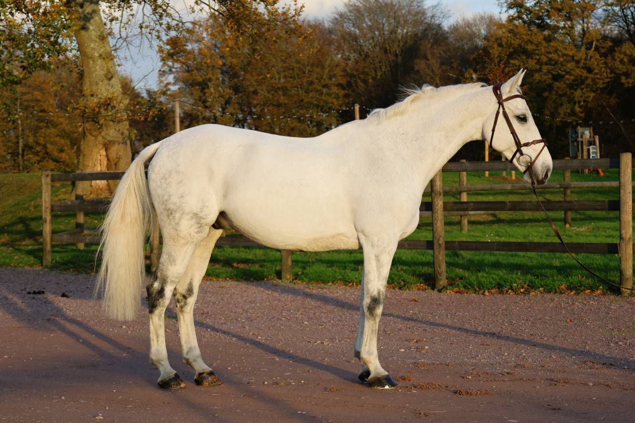 Gelding Origin Recorded For sale 2016 Grey