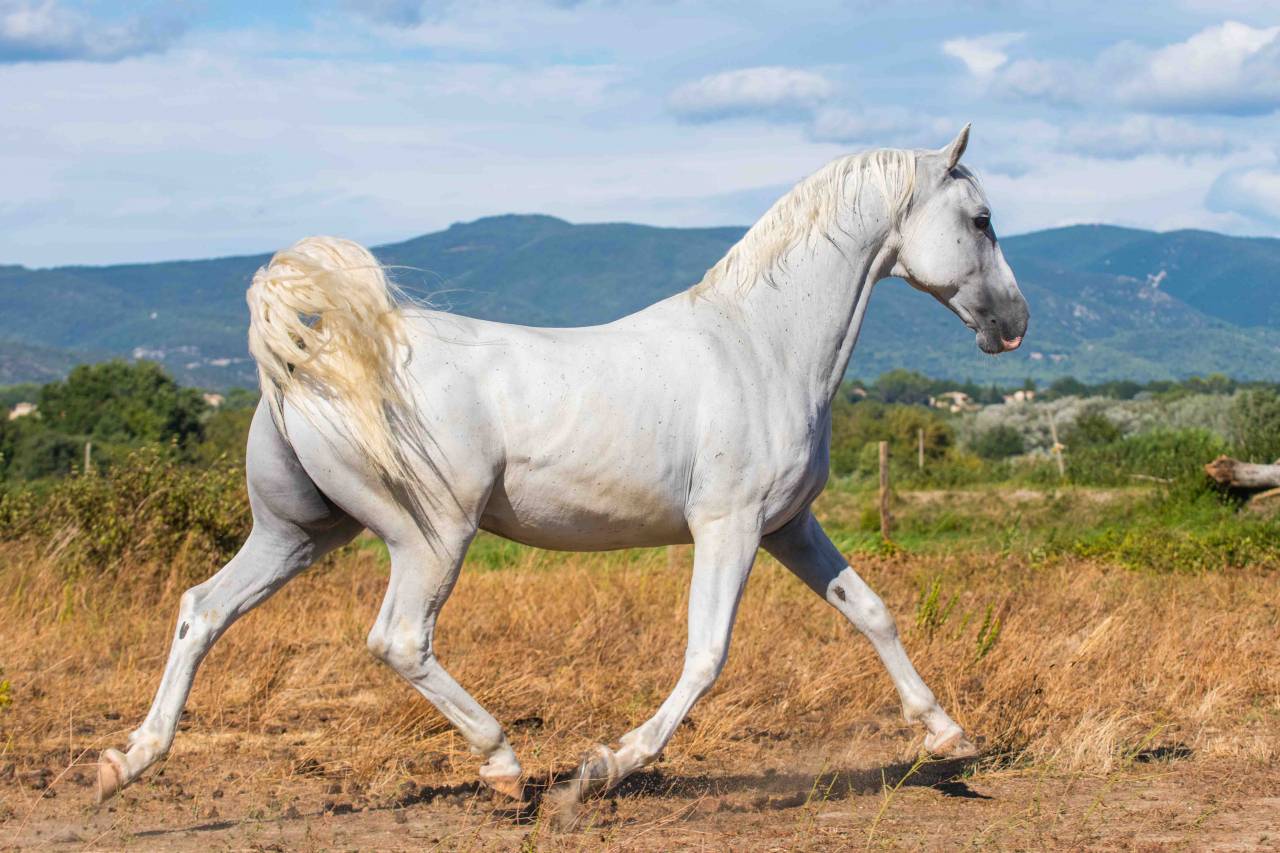Gelding Lipizzan, Lipizzaner For sale 2014 White