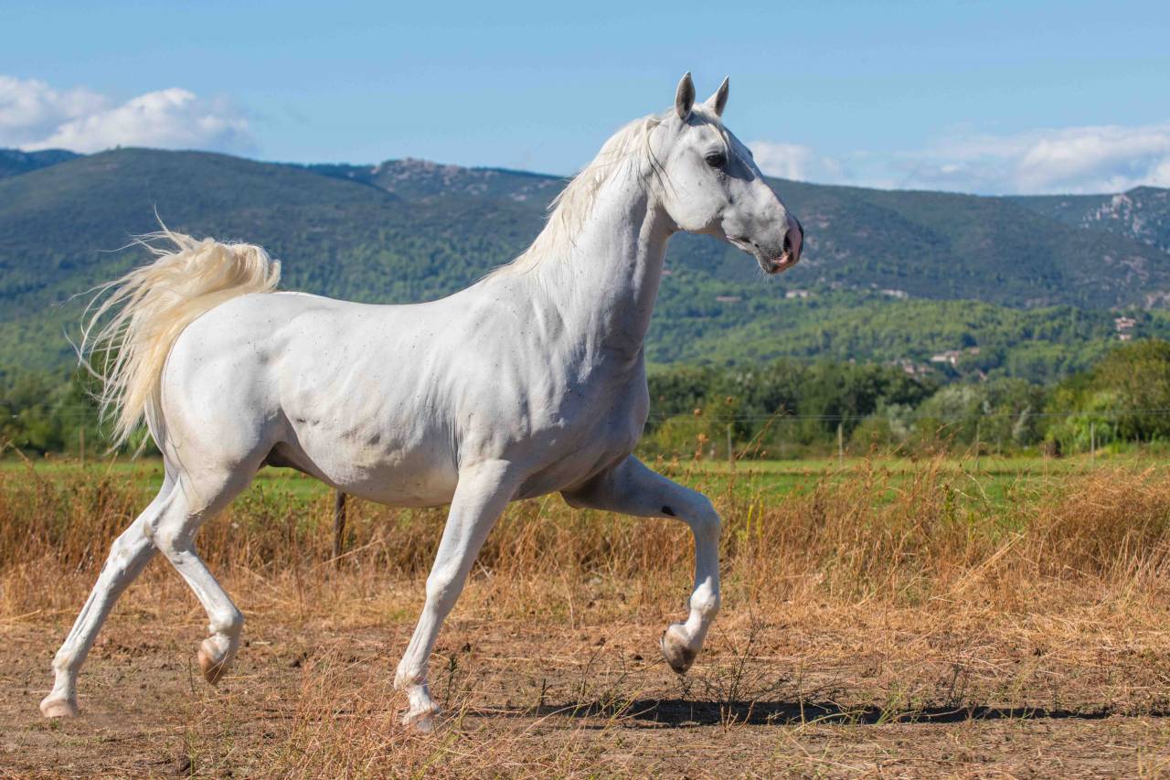 Gelding Lipizzan, Lipizzaner For sale 2014 White