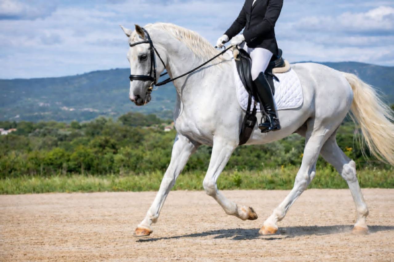 Gelding Lipizzan, Lipizzaner For sale 2014 White