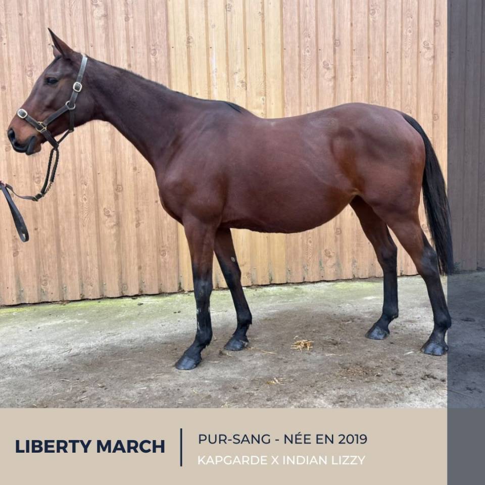 Mare Thoroughbred For sale 2019 Bay
