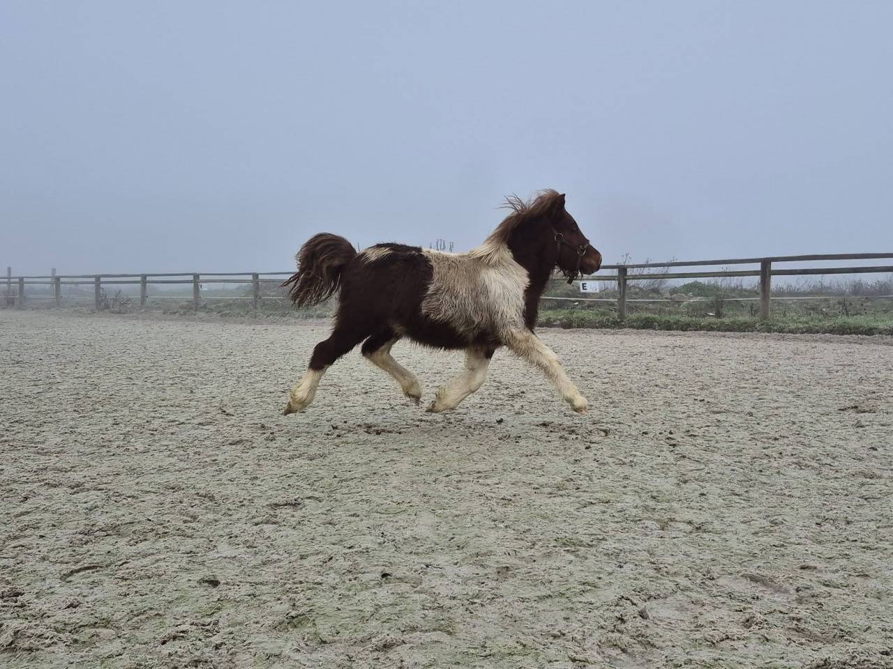 Gelding Shetland Pony For sale 2025 Coloured