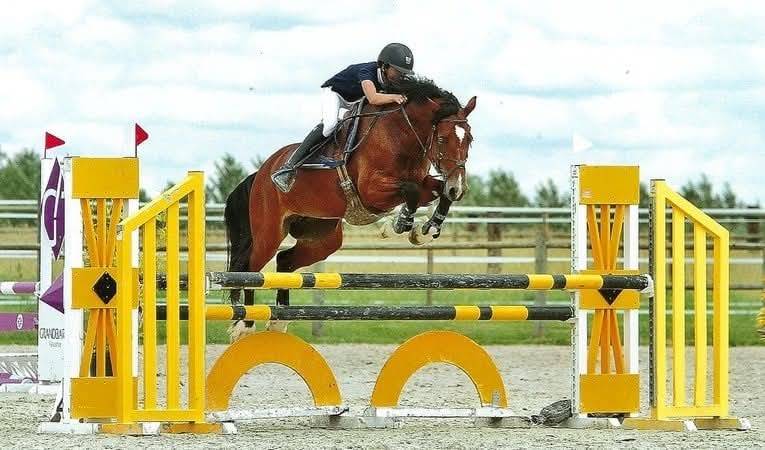 Gelding Welsh Part Bred For sale 2025 Bay