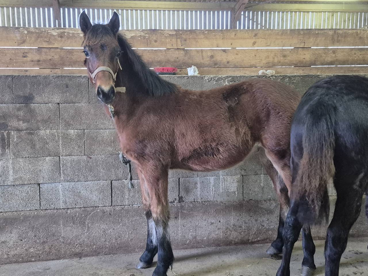 Gelding Welsh Part Bred For sale 2025 Bay