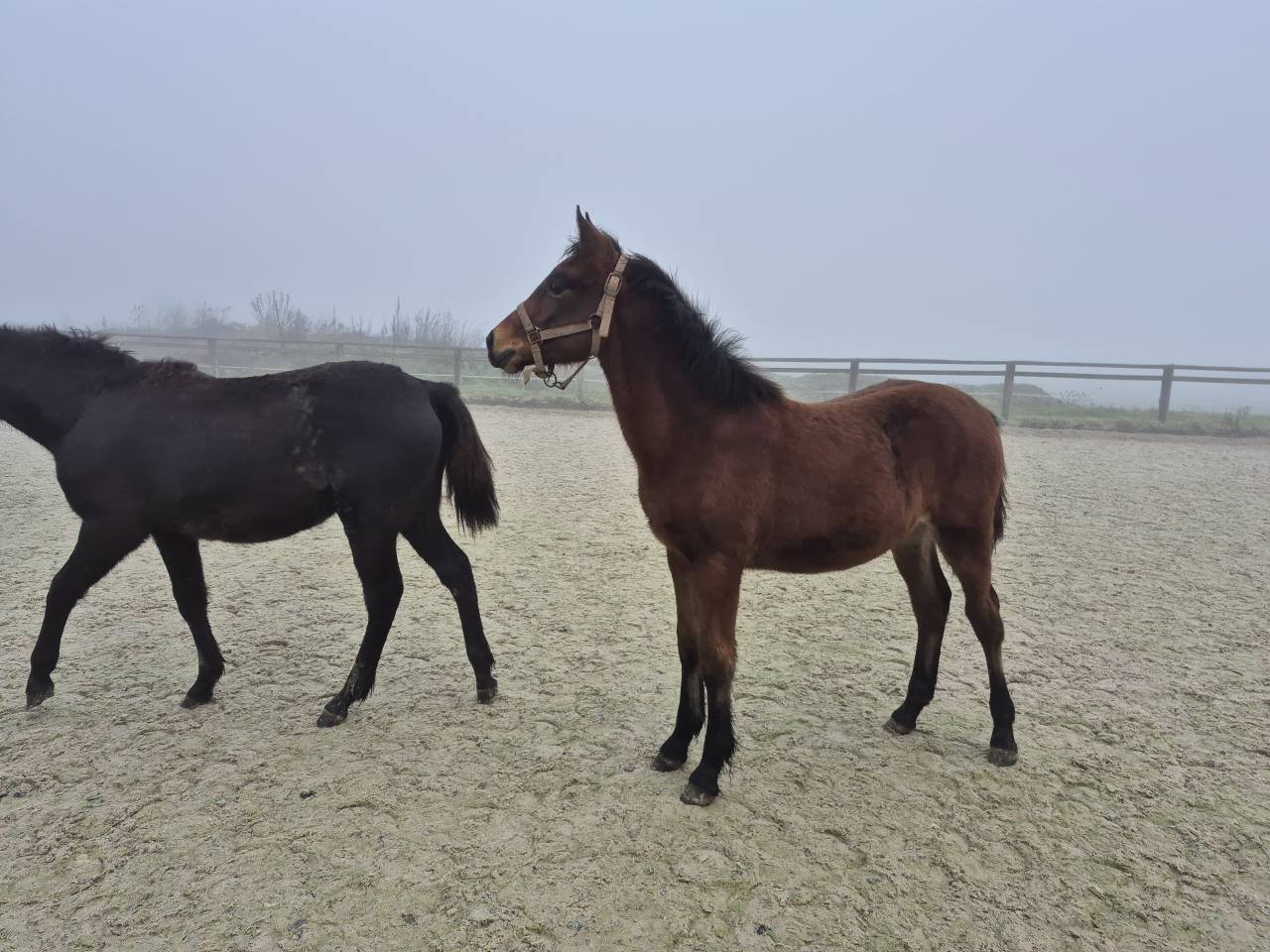 Gelding Welsh Part Bred For sale 2025 Bay