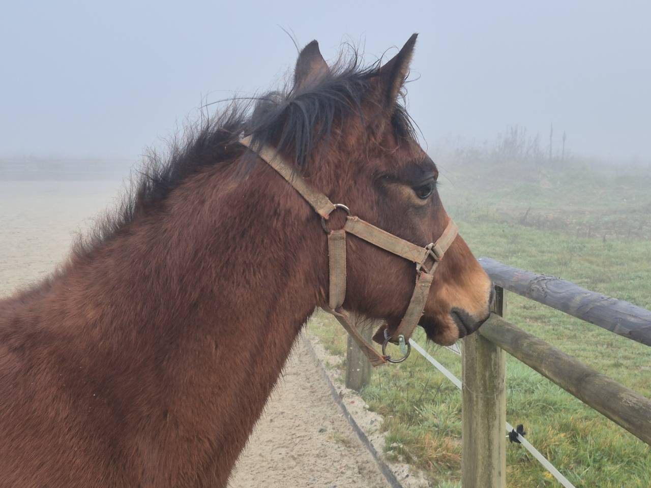 Gelding Welsh Part Bred For sale 2025 Bay