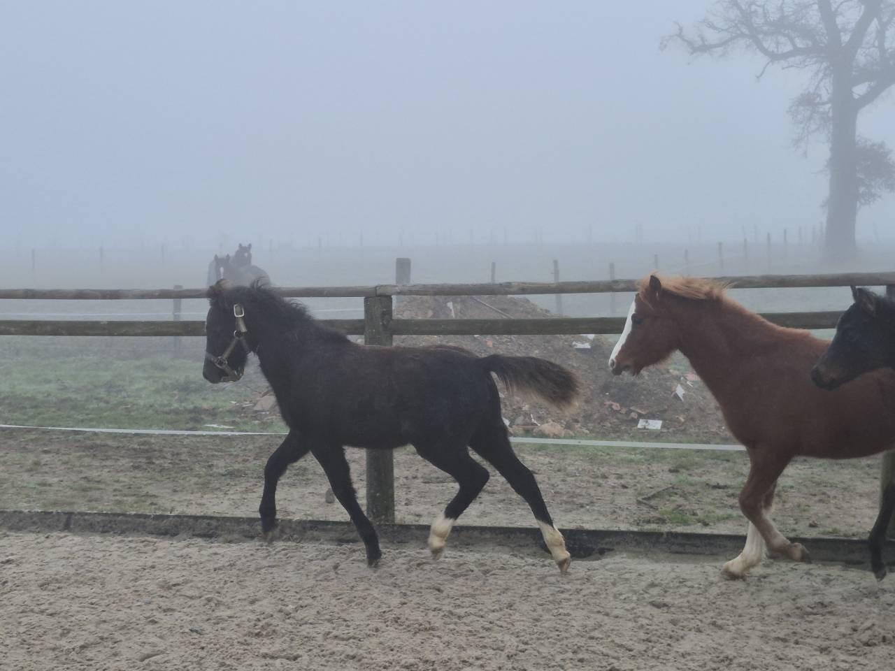 Gelding Welsh Pony (Section B) For sale 2025 Grey