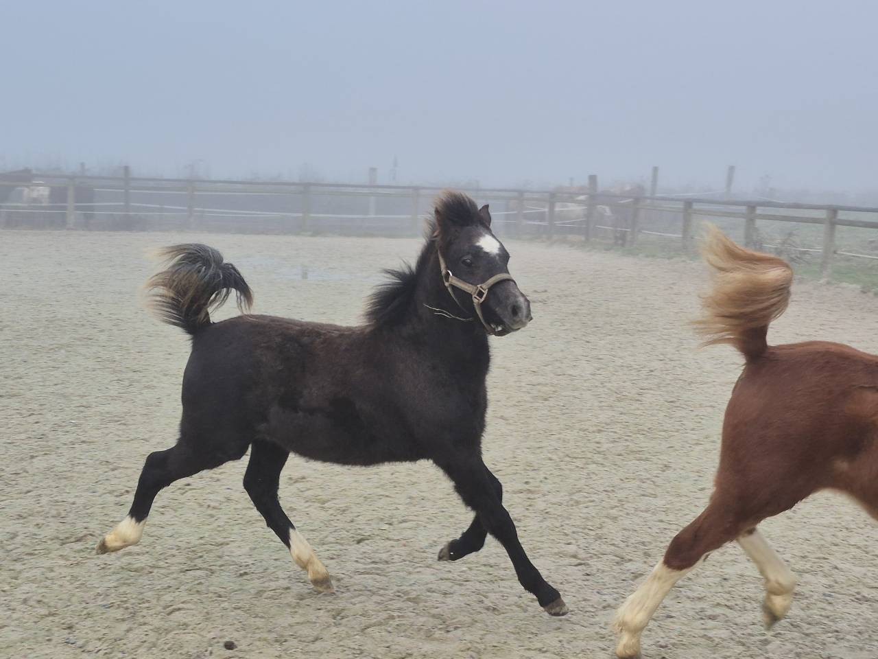 Gelding Welsh Pony (Section B) For sale 2025 Grey