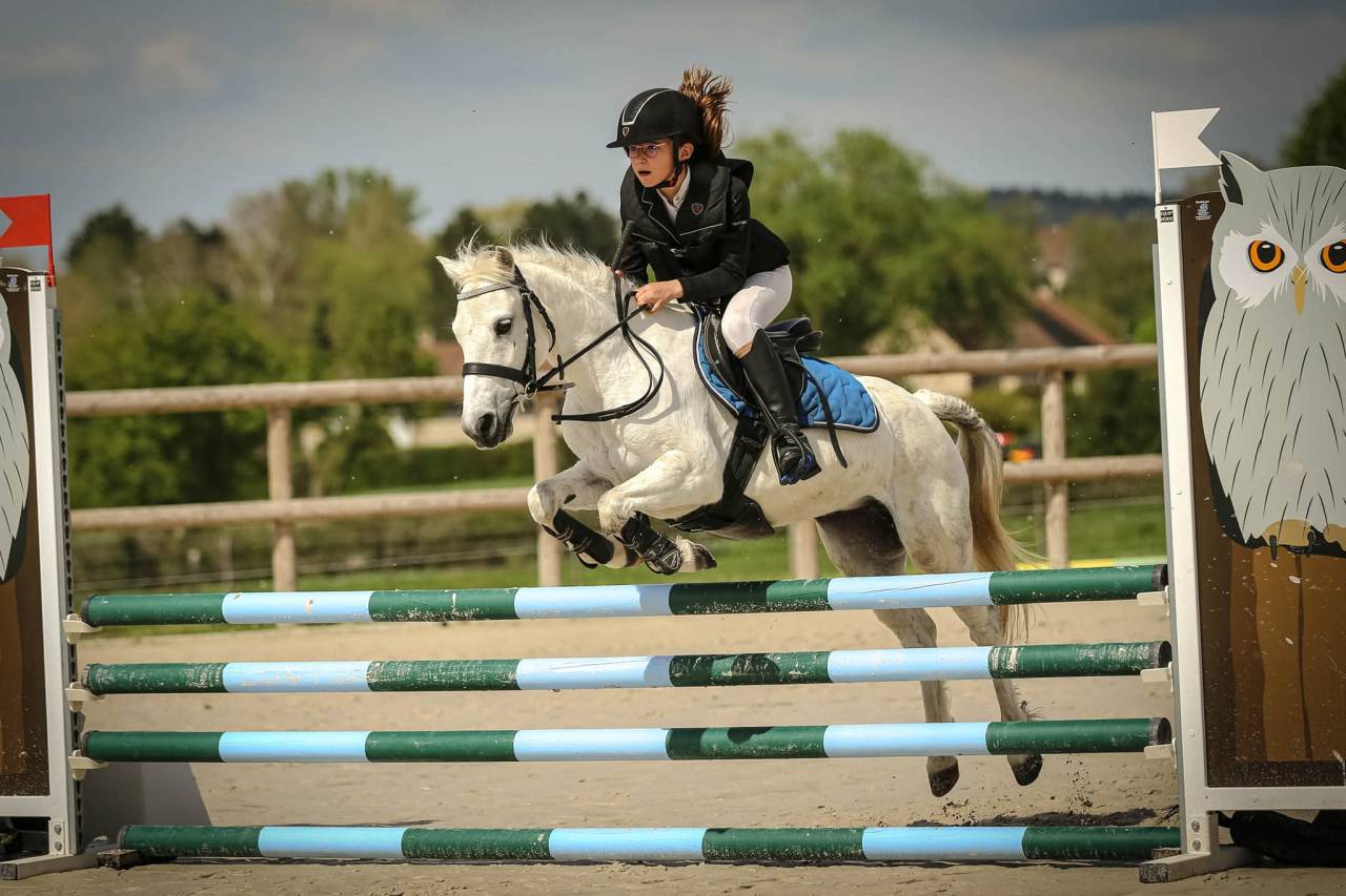 Gelding Welsh Pony (Section B) For sale 2025 Grey