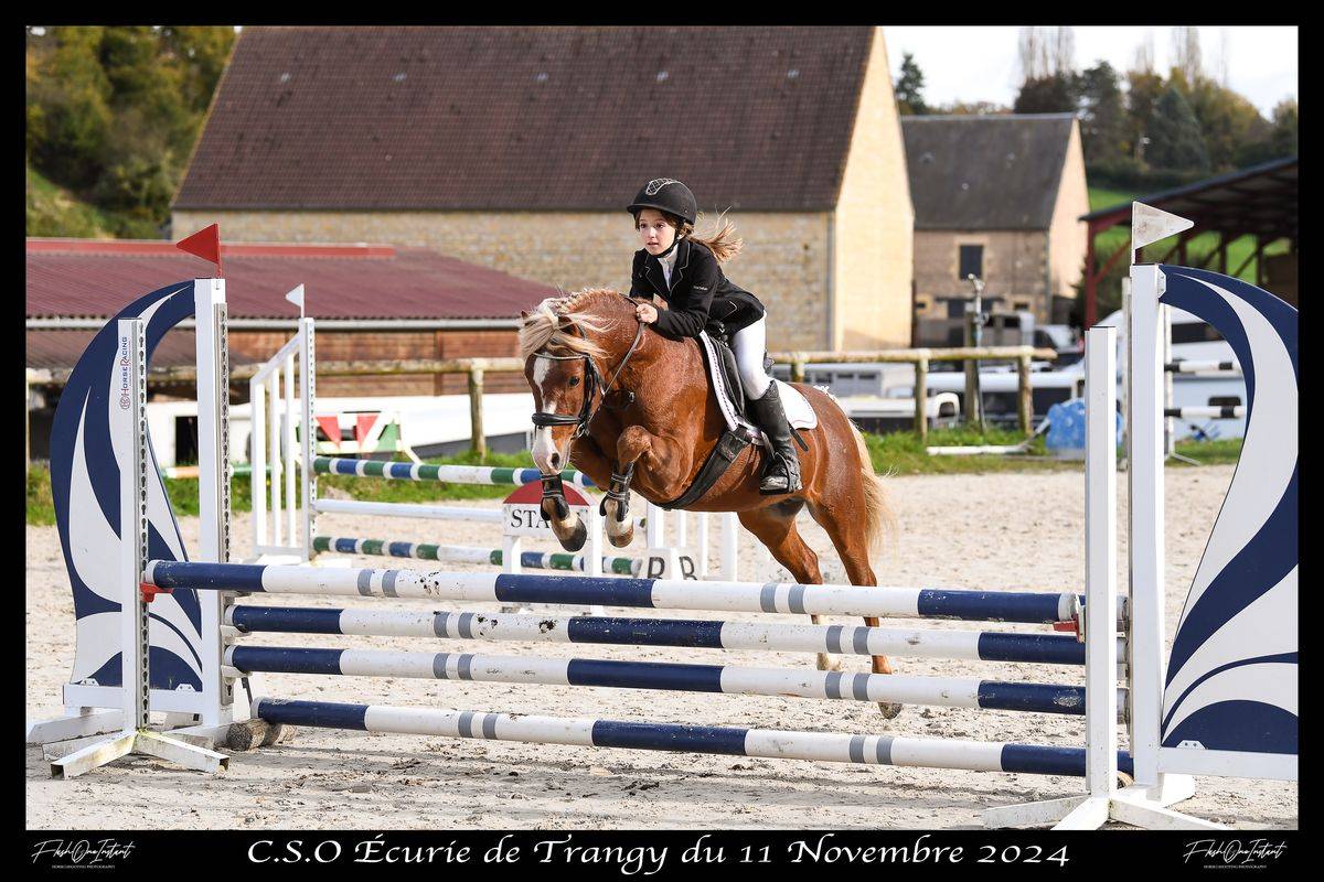 Gelding Welsh Pony (Section B) For sale 2025 Grey