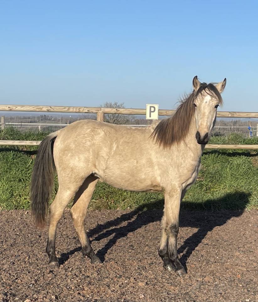 Colt Lusitano For sale 2024 Buckskin