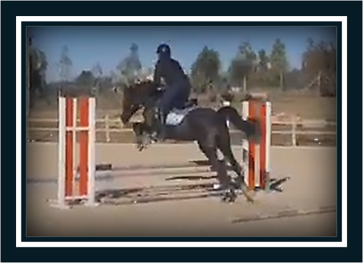 Gelding British Riding Pony For sale 2018 Dark Bay