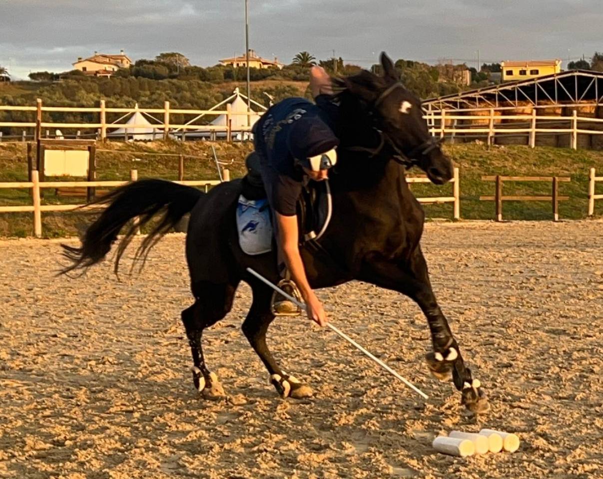 Gelding British Riding Pony For sale 2018 Dark Bay