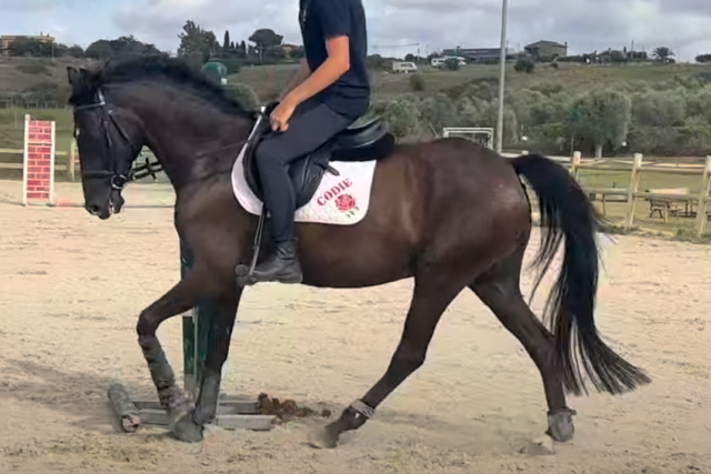 Gelding British Riding Pony For sale 2018 Dark Bay