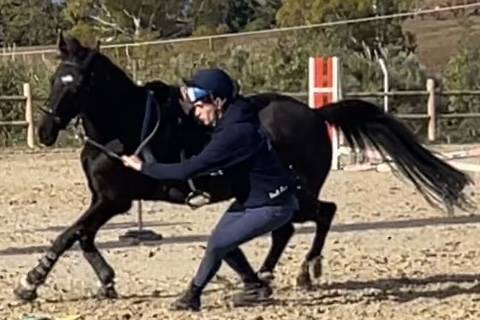 Gelding British Riding Pony For sale 2018 Dark Bay