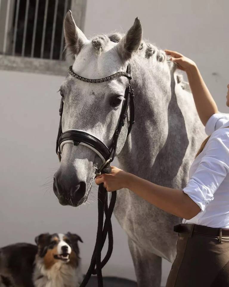 Stallion PRE Pure Spanish Bred For sale 2016 Grey