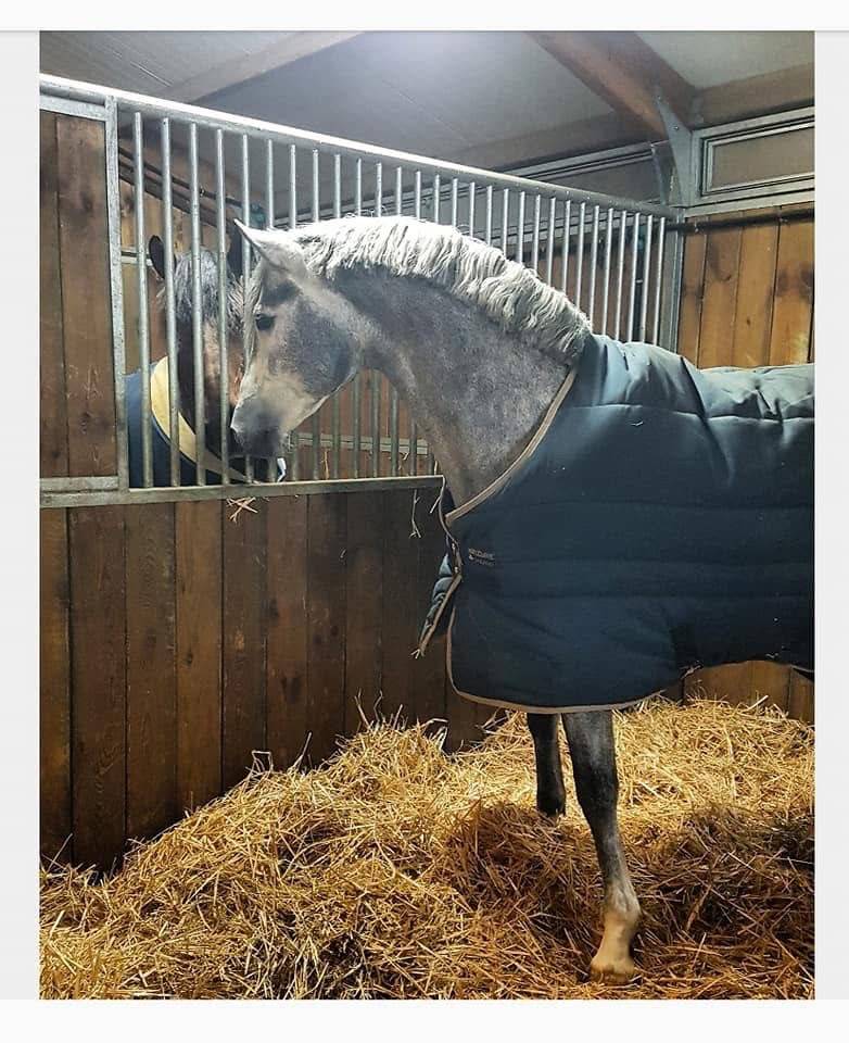 Stallion PRE Pure Spanish Bred For sale 2016 Grey