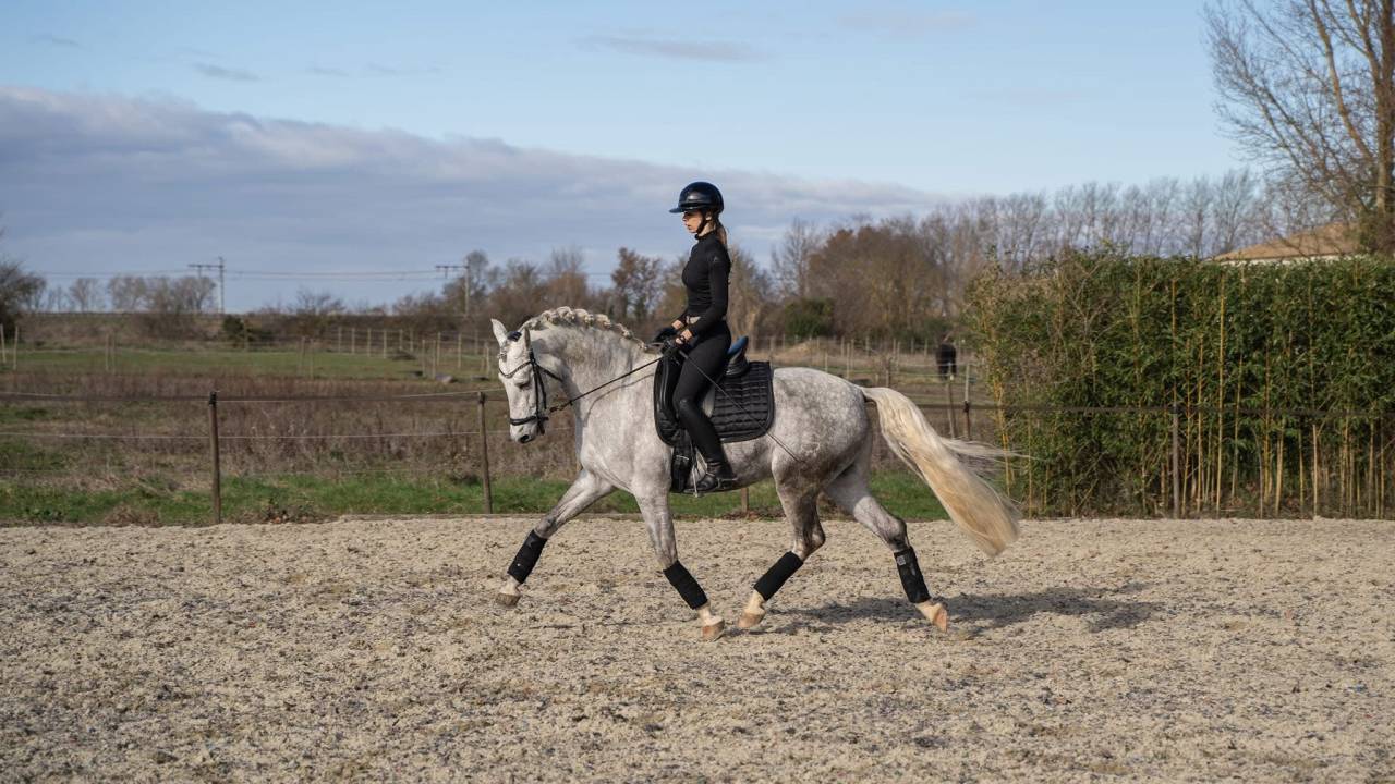 Stallion PRE Pure Spanish Bred For sale 2016 Grey
