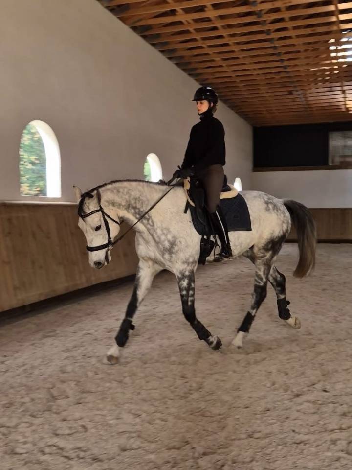Gelding Oldenburg For sale 2017 Grey