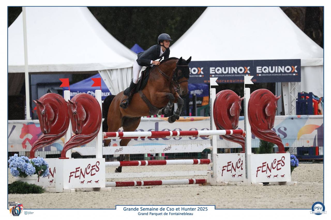 Gelding Selle Fran&ccedil;ais For sale 2019 Bay