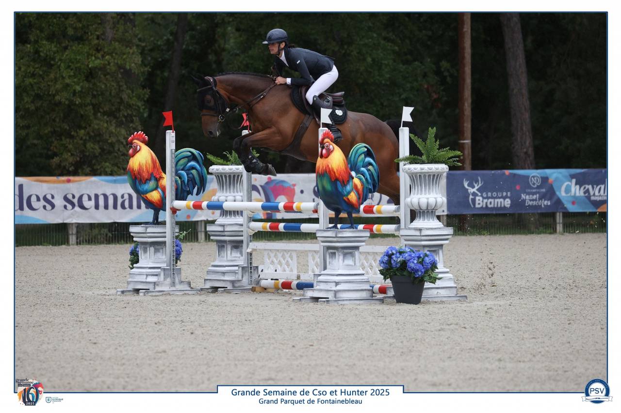 Gelding Selle Fran&ccedil;ais For sale 2019 Bay