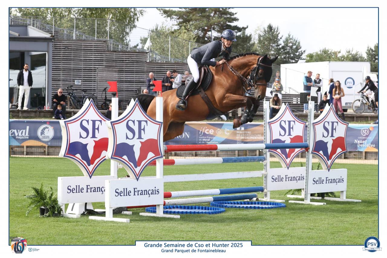 Gelding Selle Fran&ccedil;ais For sale 2019 Bay