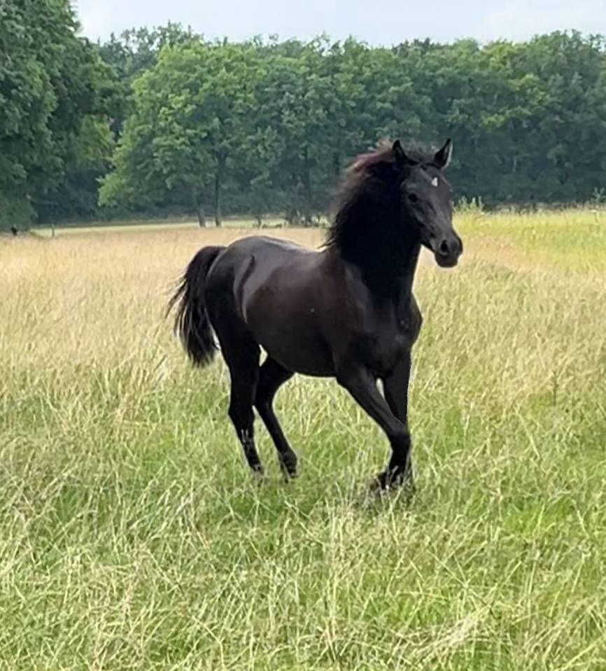 Gelding Arabian For sale 2024 Black