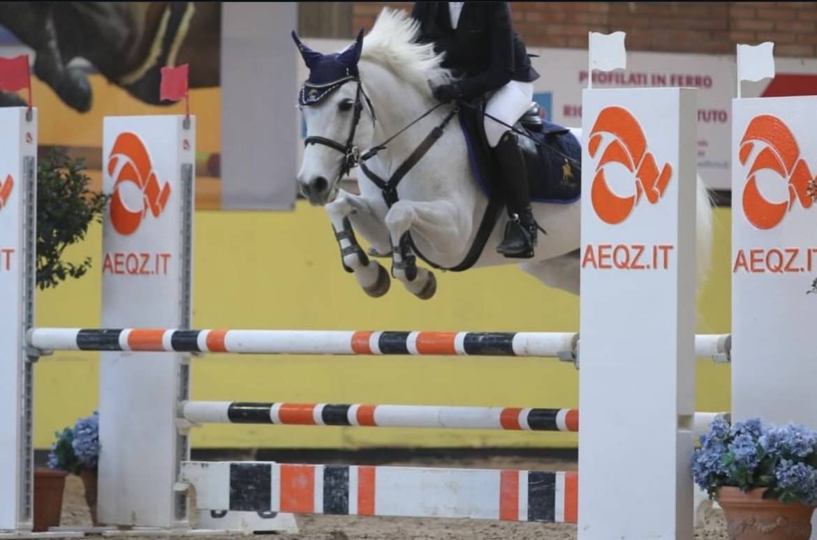 Mare Connemara For sale 2011 Grey