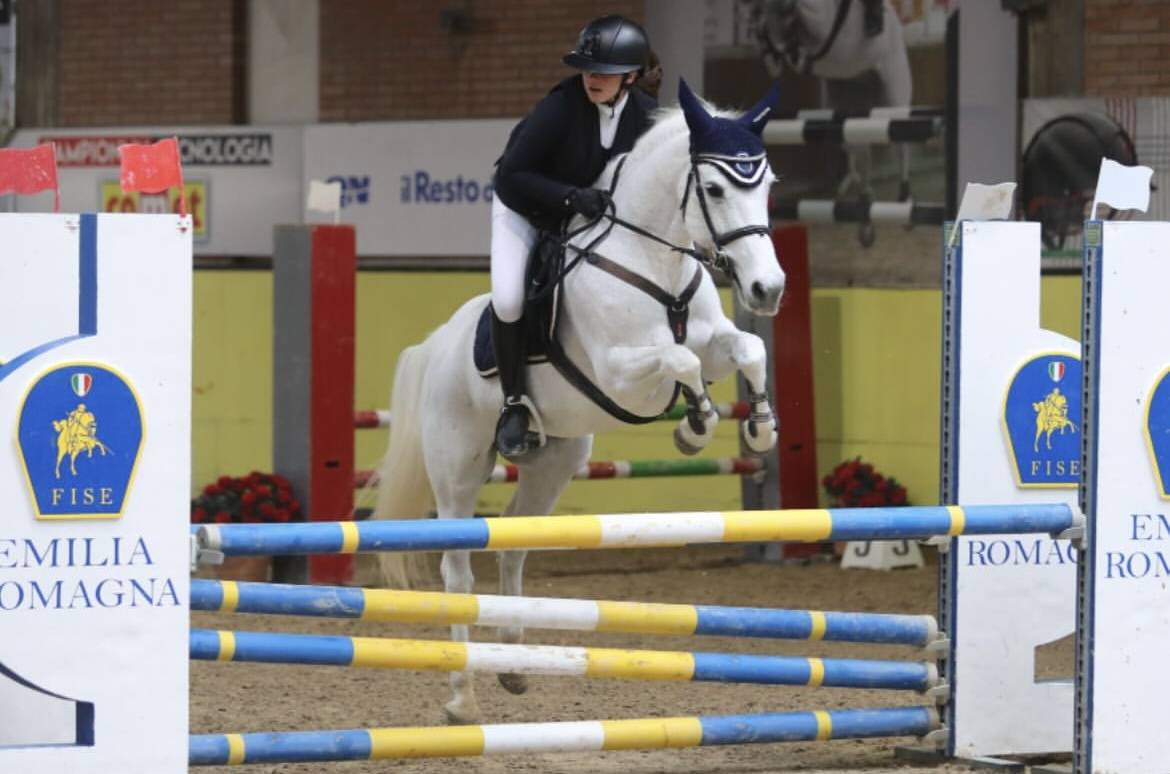 Mare Connemara For sale 2011 Grey