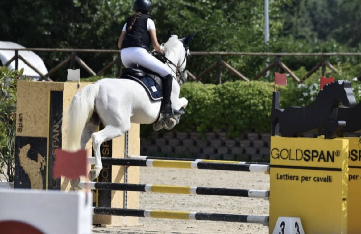 Mare Connemara For sale 2011 Grey