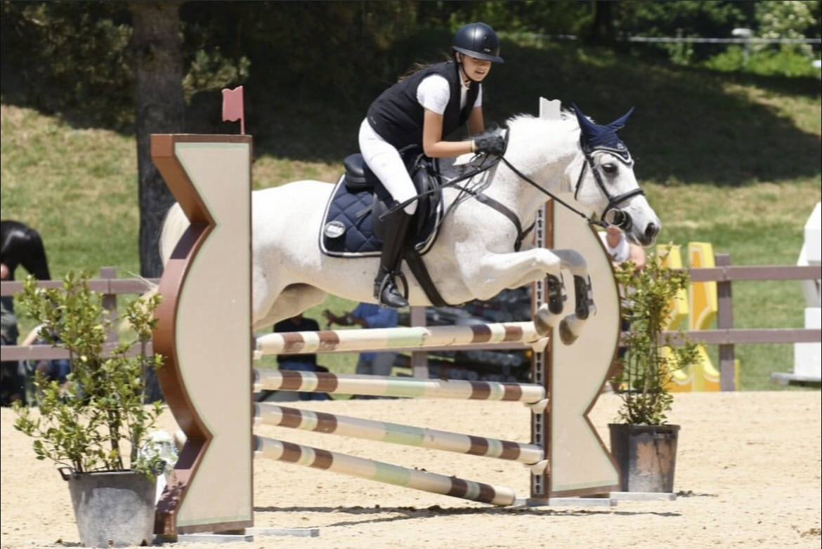 Mare Connemara For sale 2011 Grey