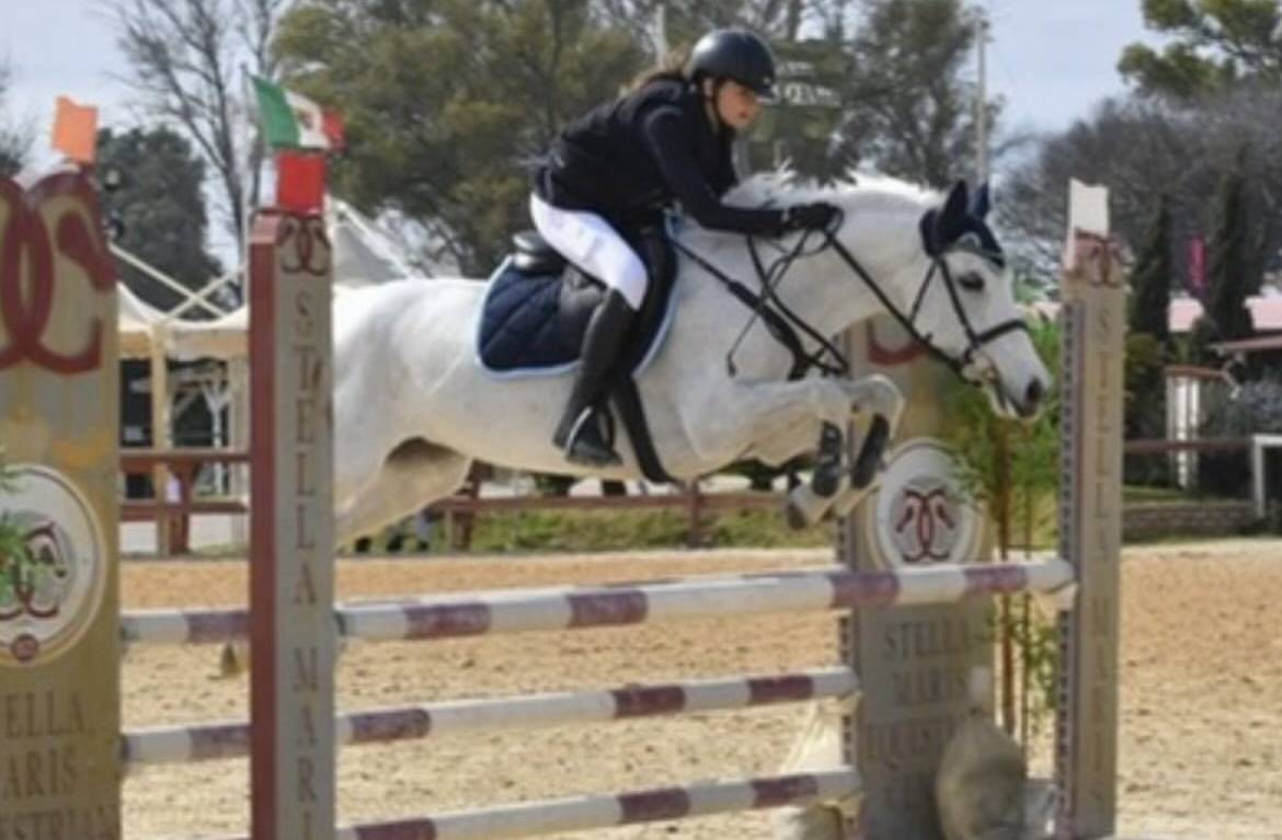 Mare Connemara For sale 2011 Grey