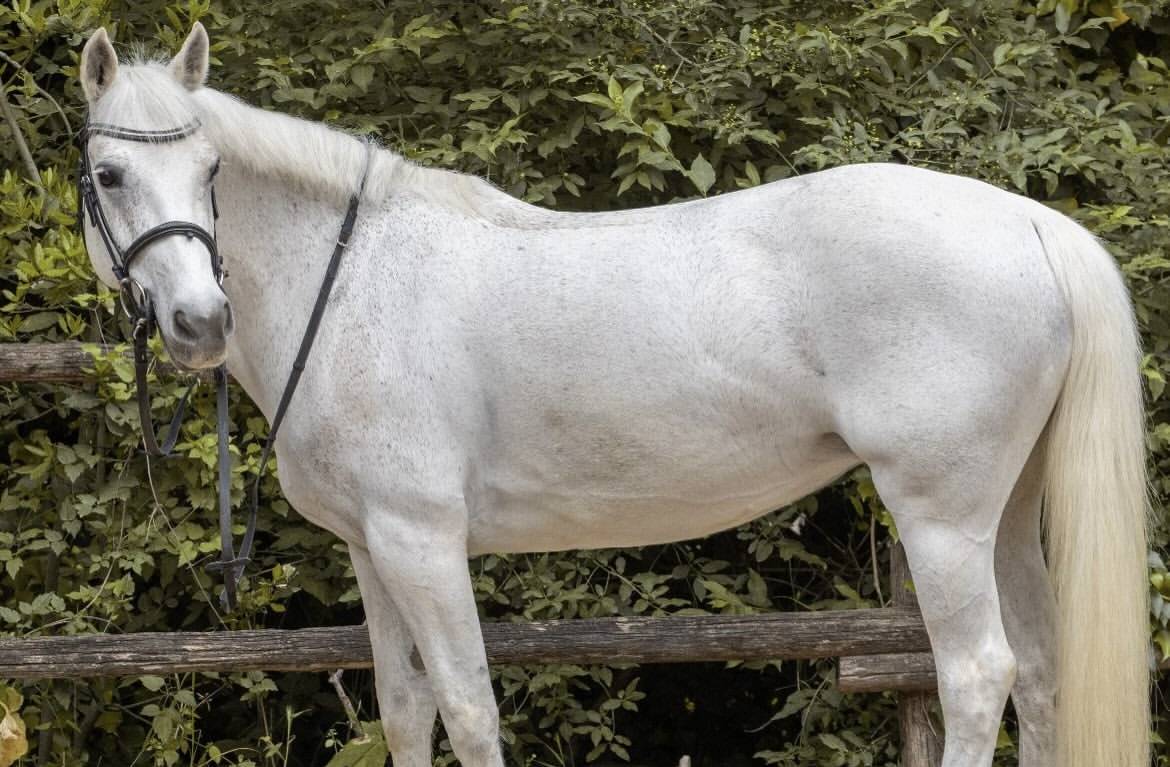 Mare Connemara For sale 2011 Grey